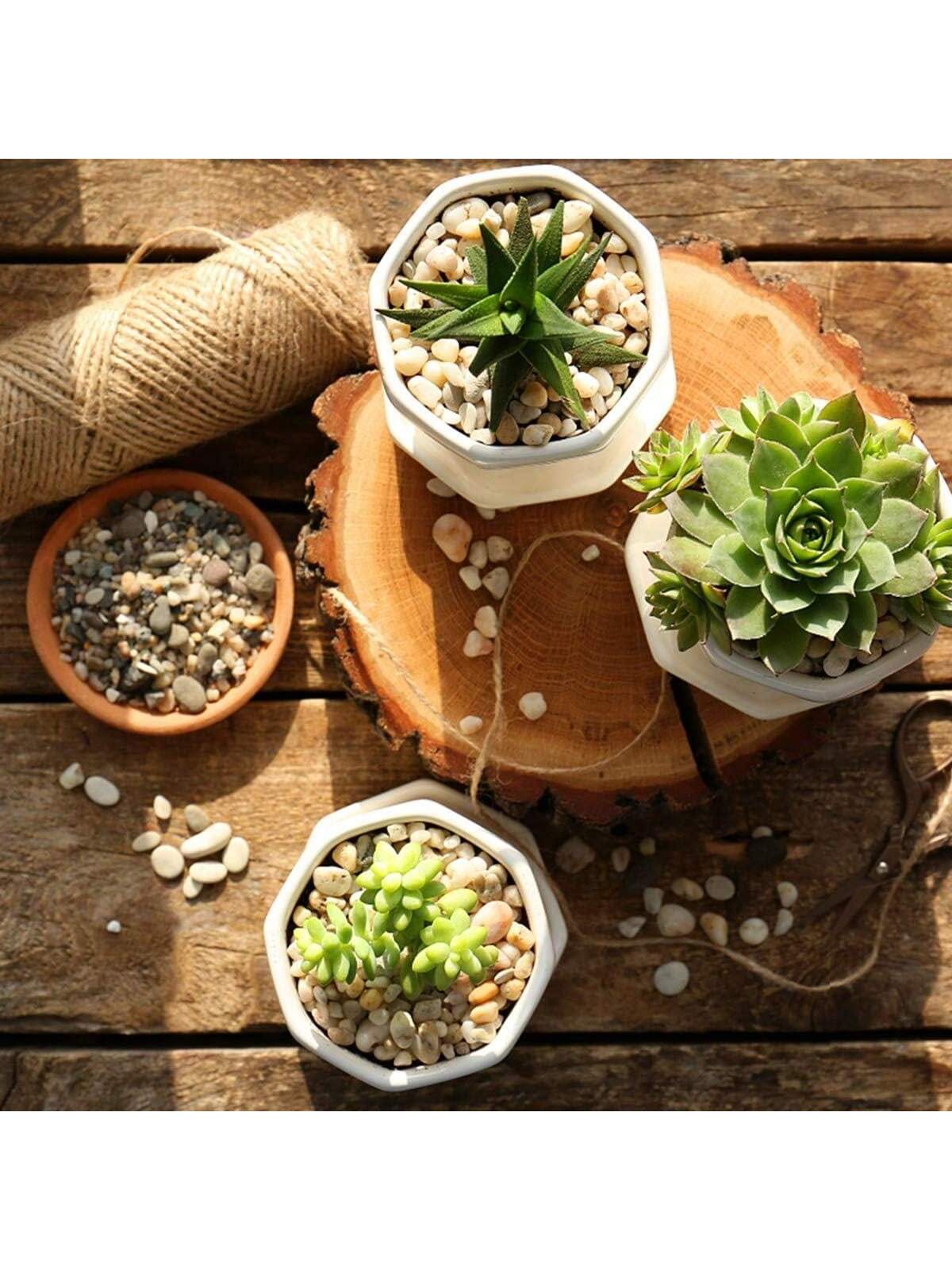 River Rocks Stones, natürliche – Sphagnum Moss Bag Bewertung und Preis